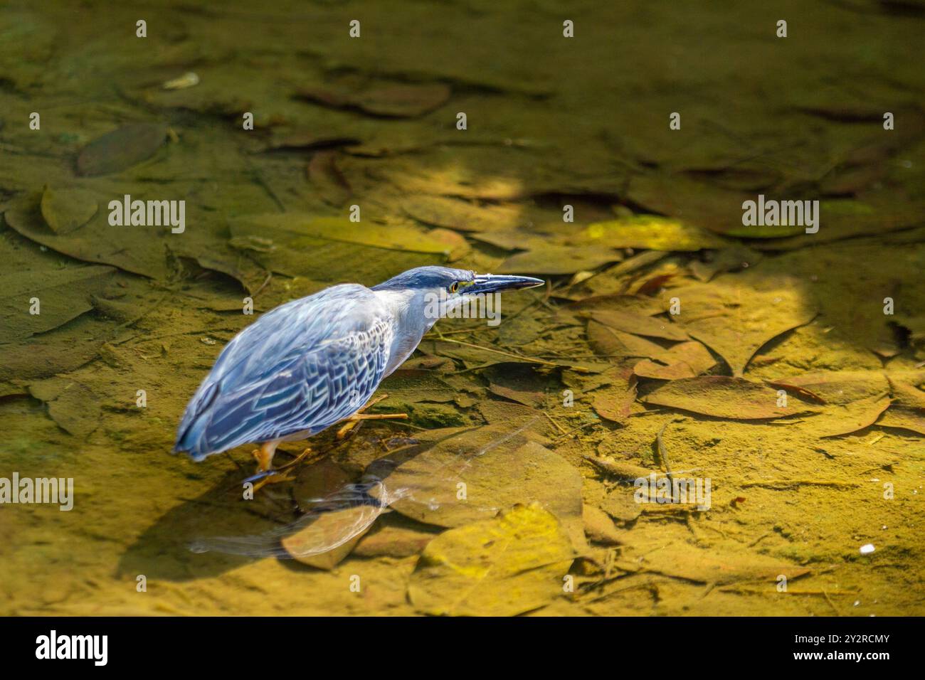 Goiania, Goias, Brésil – 18 août 2024 : un oiseau dans l'eau claire d'un ruisseau, essayant d'attraper un poisson à manger. Butorides striata. Banque D'Images