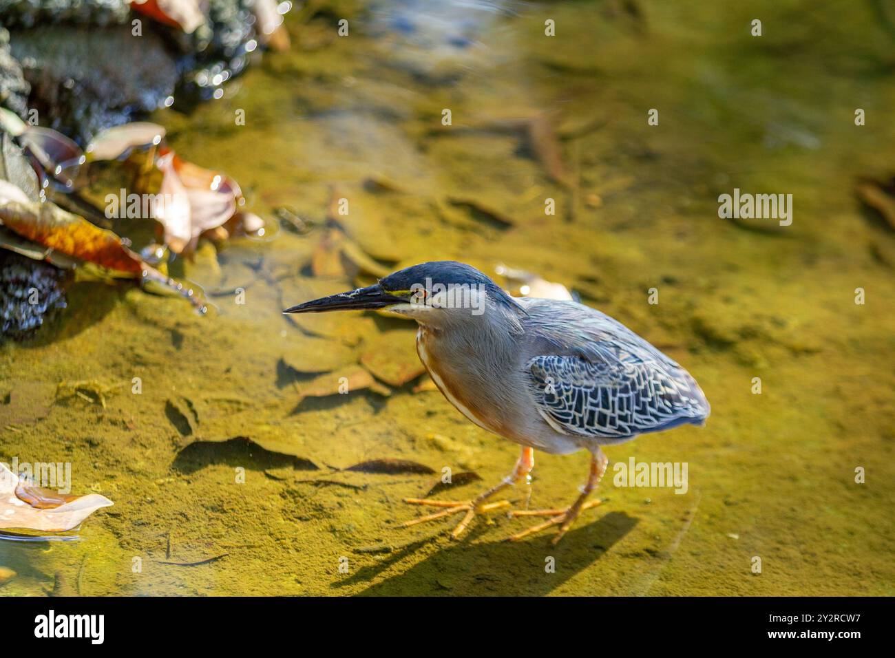 Goiania, Goias, Brésil – 18 août 2024 : un oiseau dans l'eau d'un ruisseau, essayant d'attraper un poisson à manger. Butorides striata. Banque D'Images