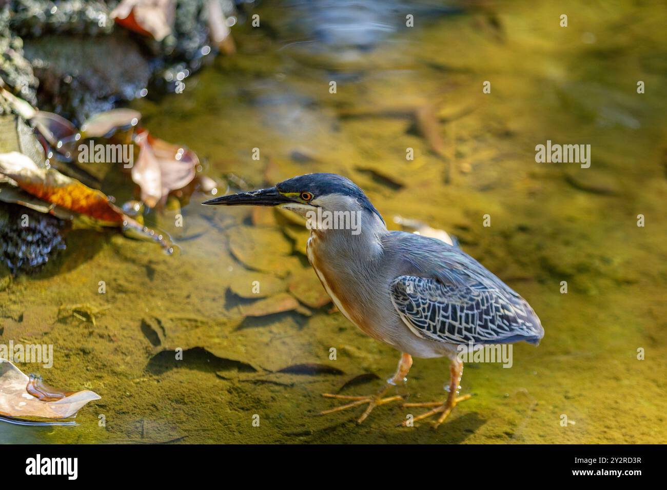 Goiania, Goias, Brésil – 18 août 2024 : un oiseau dans l'eau d'un ruisseau, essayant d'attraper un poisson à manger. Butorides striata. Banque D'Images