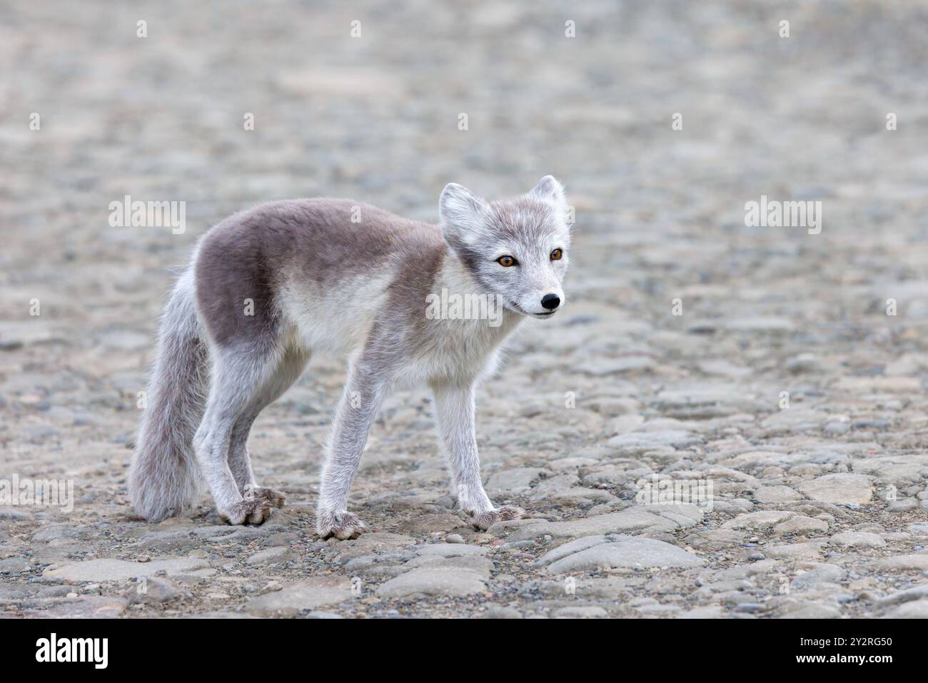 Renard arctique adulte, Vulpes Lagopus, debout sur un chemin à Longyearbyen, Svalbard, un archipel norvégien entre la Norvège continentale et le pôle Nord. T Banque D'Images