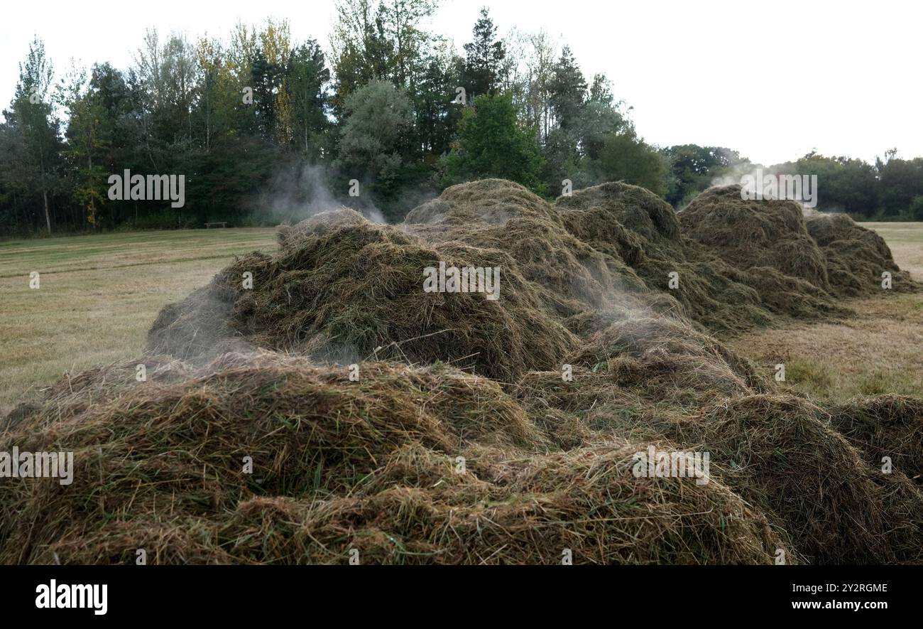 Vapeur mijotante de l'herbe fraîchement coupée sur la prairie Angleterre, Royaume-Uni Banque D'Images