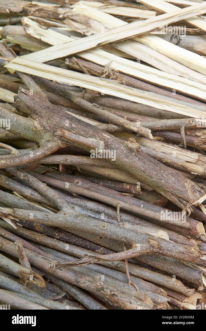 kakawate ou madre de cacao morceaux coupés pour le bois de chauffage, bois tendre qui brûle plus rapidement pour les feux de courte durée, couramment utilisé dans les zones rurales pour la maison Banque D'Images