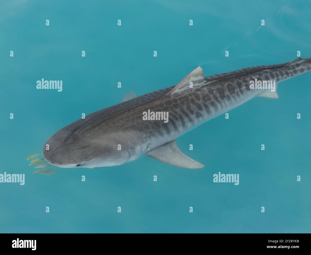 Un requin tigre nageant dans une eau bleue claire, mettant en valeur son corps à motifs et sa forme profilée. Banque D'Images