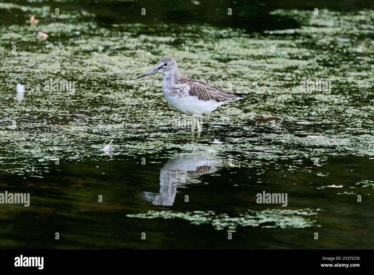 Sandpiper vert (Tringa ochropus) se nourrissant en eau peu profonde avec des plantes vertes flottantes. Banque D'Images