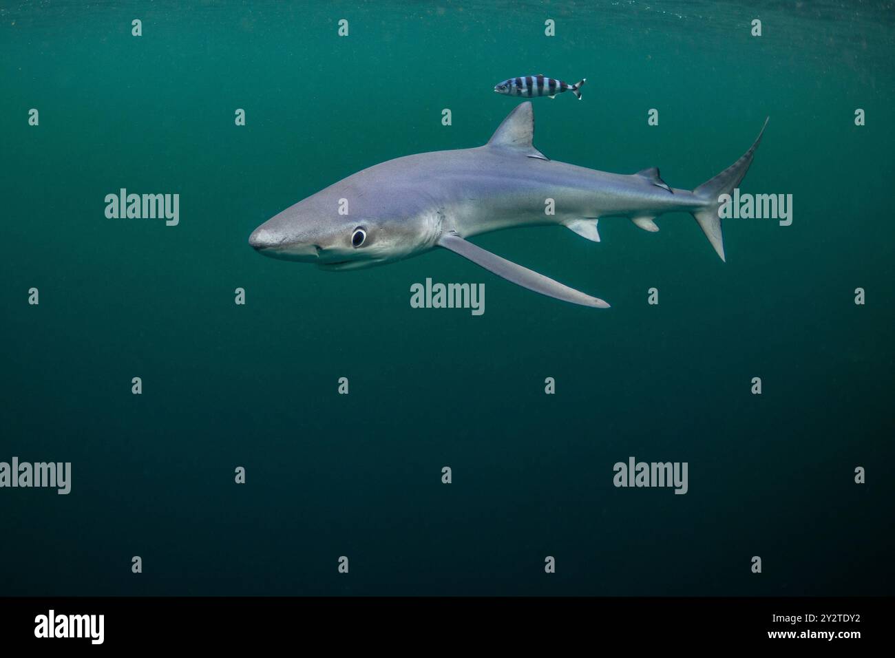 Un requin bleu est repéré avec un poisson pilote au large de la côte de Penzance, Cornouailles. Banque D'Images