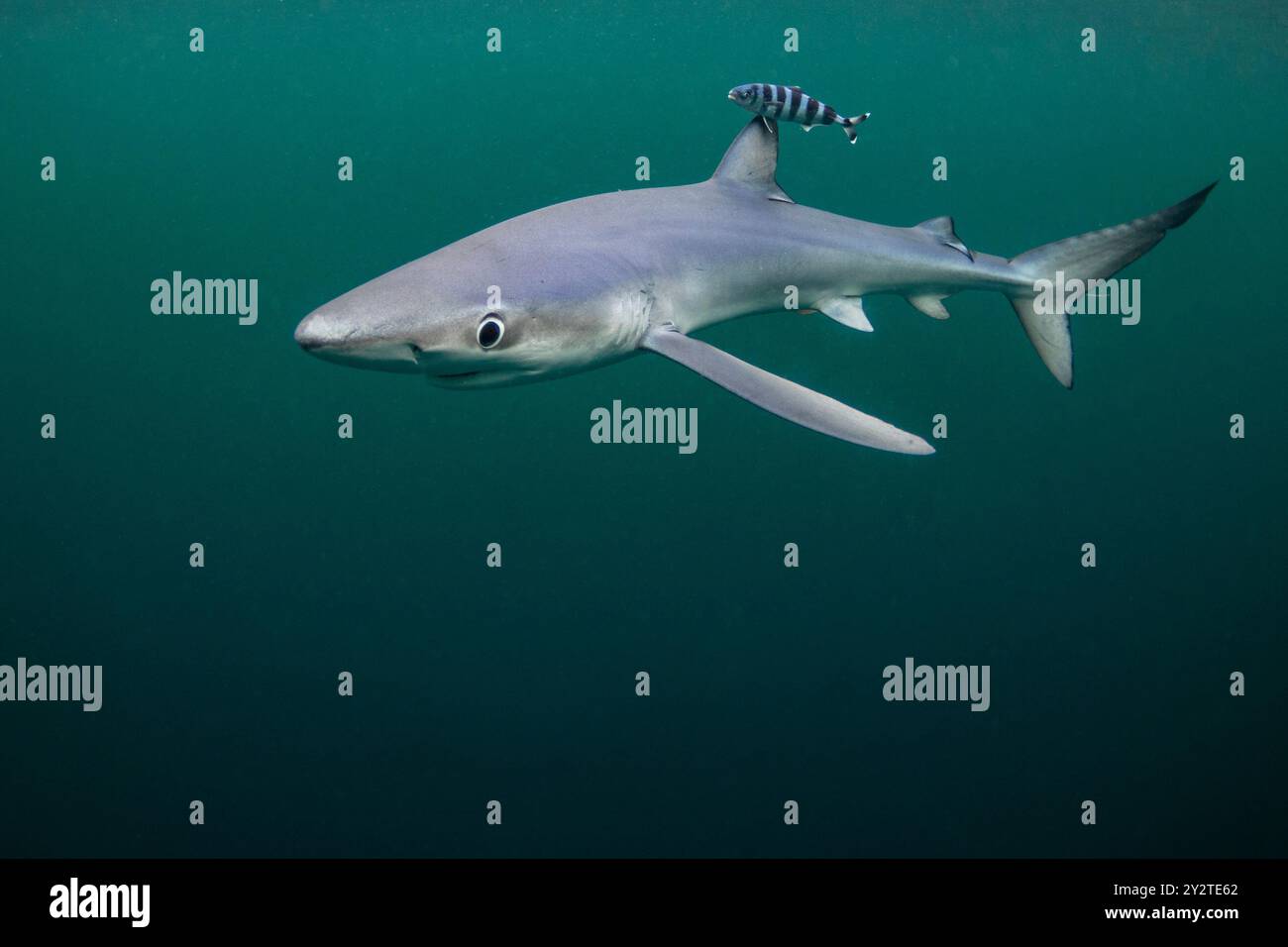 Un requin bleu est repéré avec un poisson pilote au large de la côte de Penzance, Cornouailles. Banque D'Images