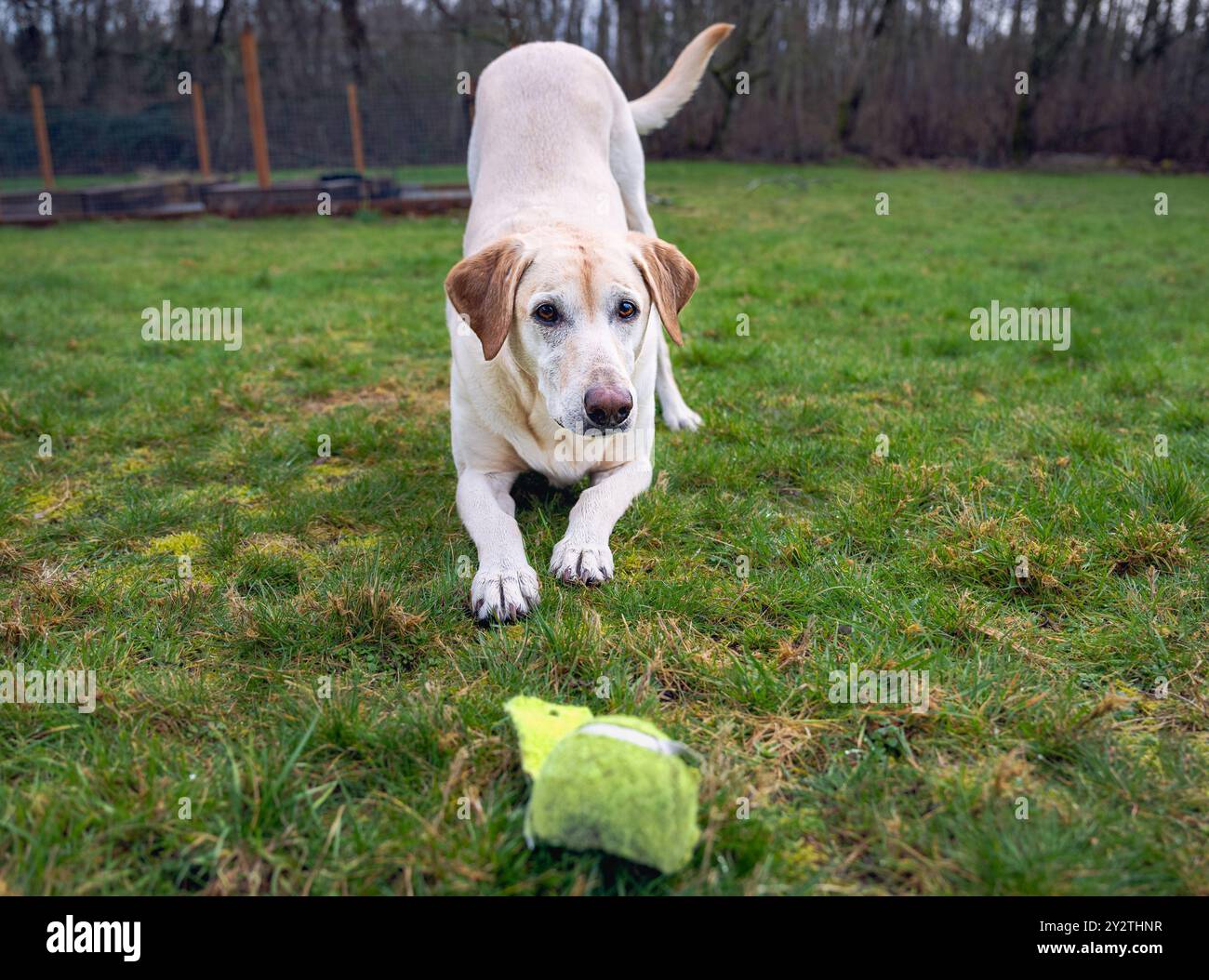 Un Labrador jaune s'inclinant devant Une boule verte mâchée avec des yeux brillants et Un fond vert à Stanwood Washington Banque D'Images
