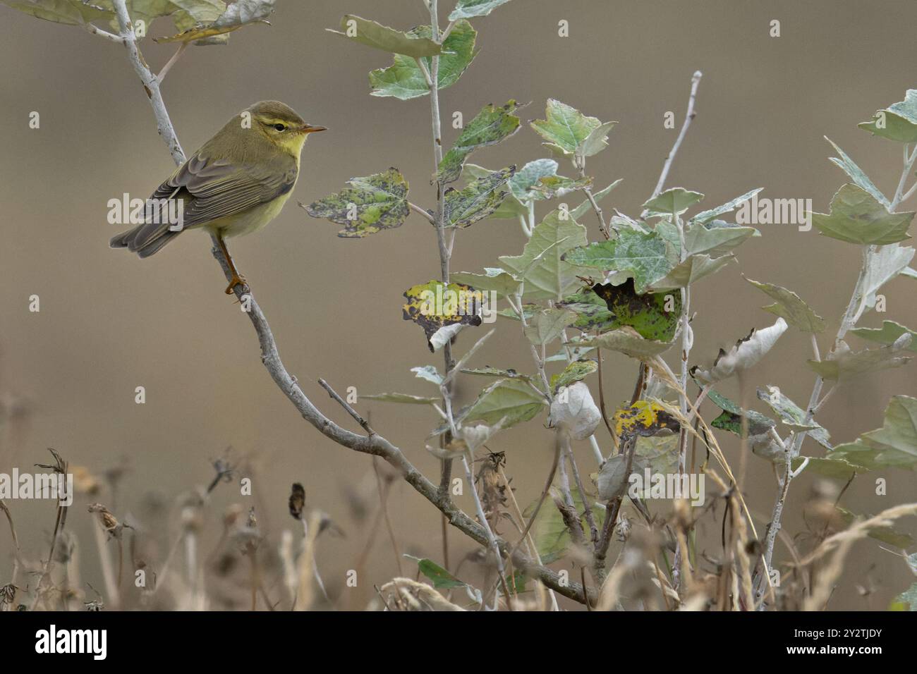 Paruline (Phylloscopus trochilus) Norfolk septembre 2024 Banque D'Images