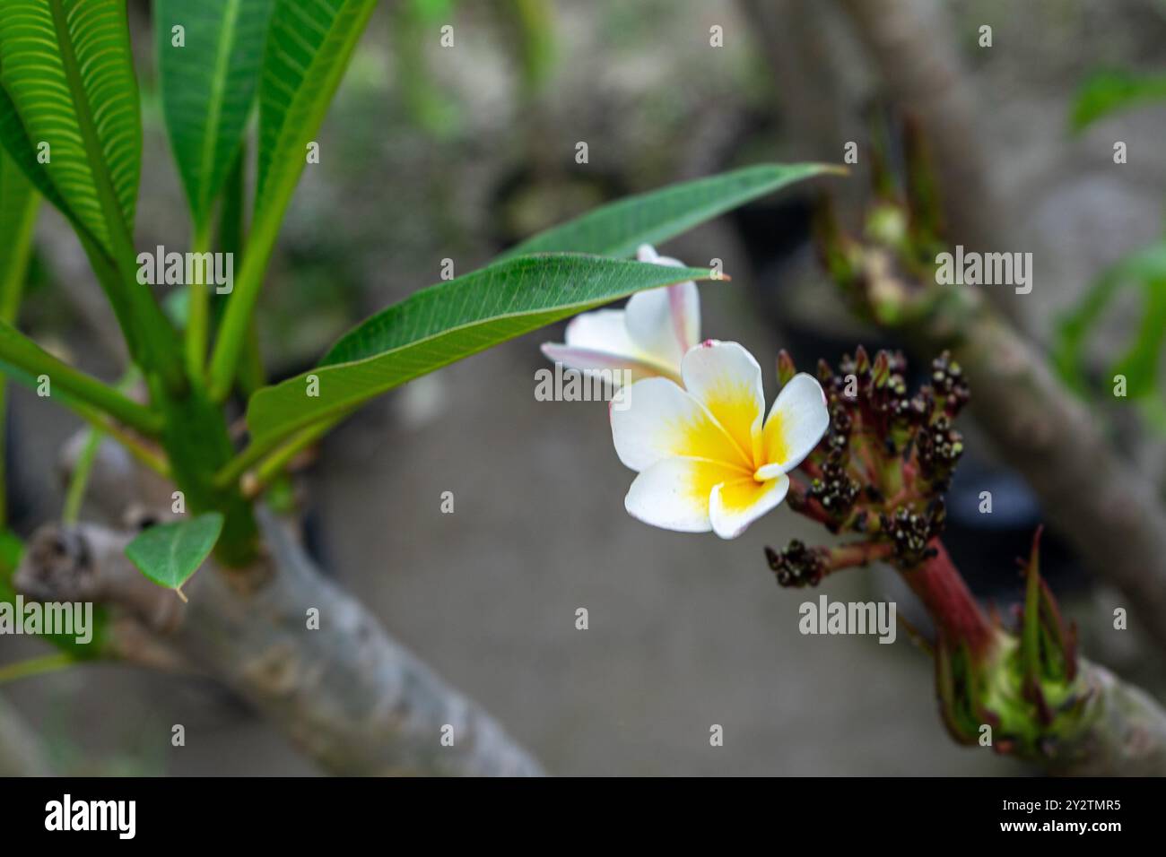 Fleur en fleurs de Plumeria rubra Linn. cv. Acutifolia. Banque D'Images