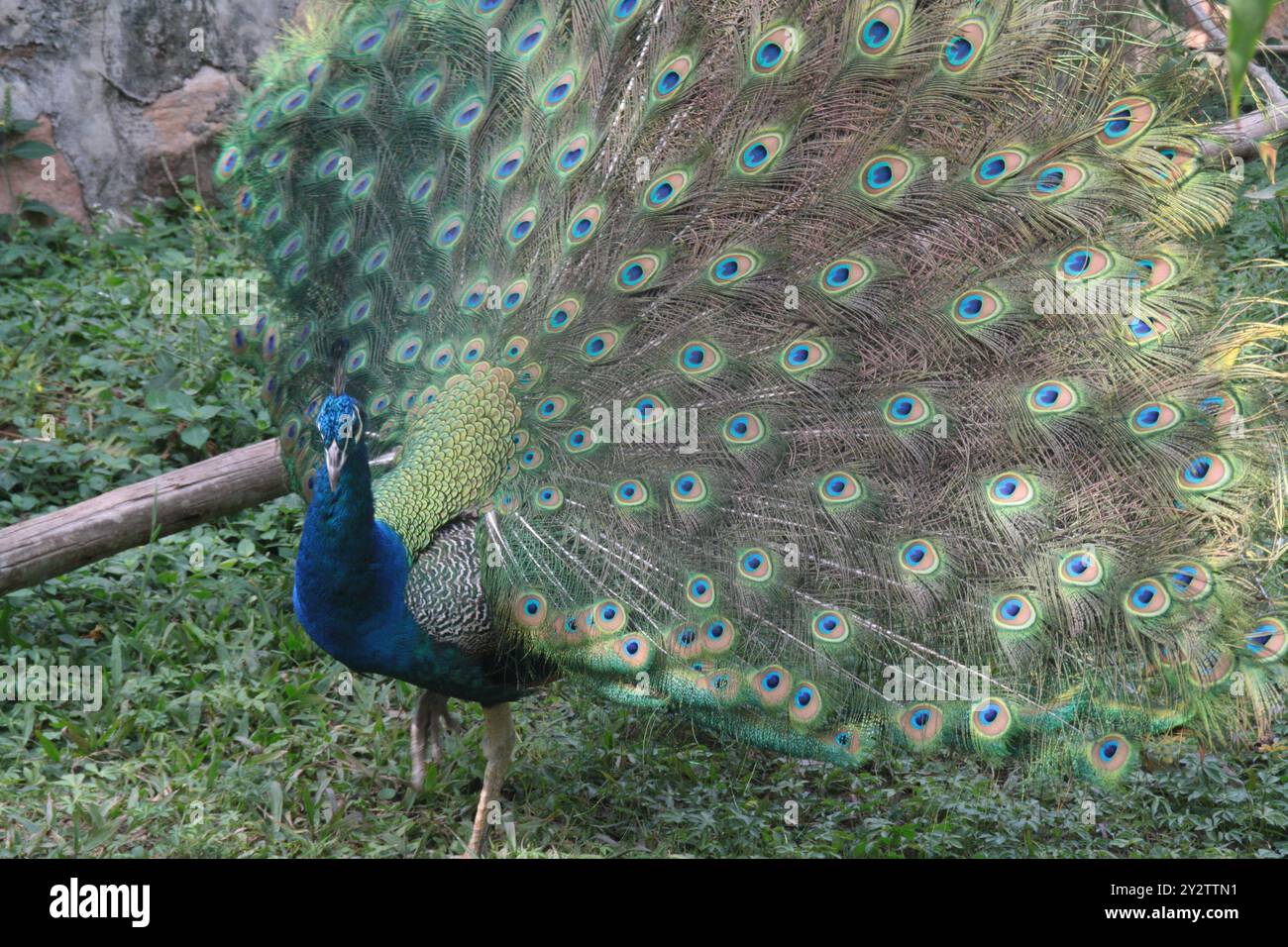 Un paon vibrant mettant en valeur ses plumes colorées en plein écran. Banque D'Images