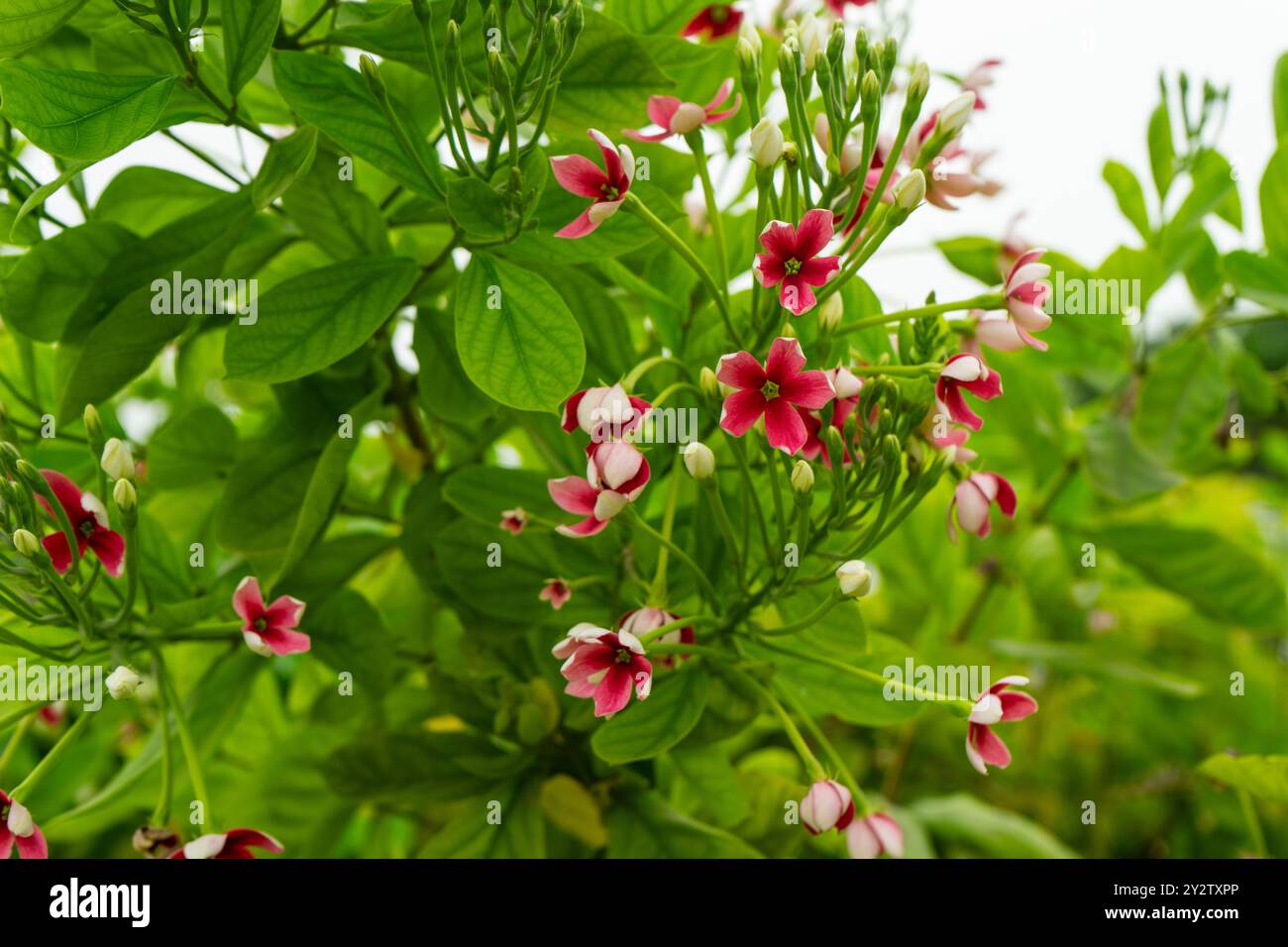 Rouge-rose rangoon rampante ou fleurs de chèvrefeuille chinoise fleurit sur l'arbre. Combretum indicum Banque D'Images