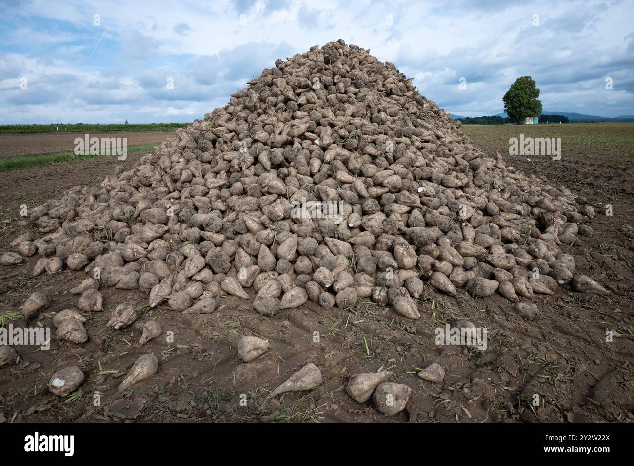 Un tas de betterave à sucre (Beta vulgaris) se trouve sur le champ prêt pour le transport, Deggendorf, basse-Bavière, Allemagne Banque D'Images