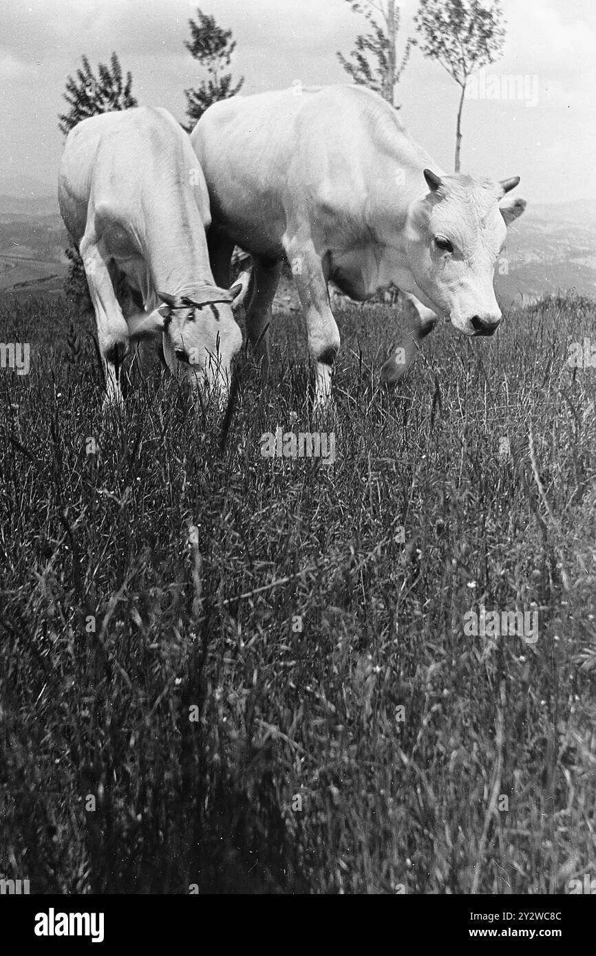 Trevinano : vita rurale nel piccolo paese negi anni '30 Banque D'Images