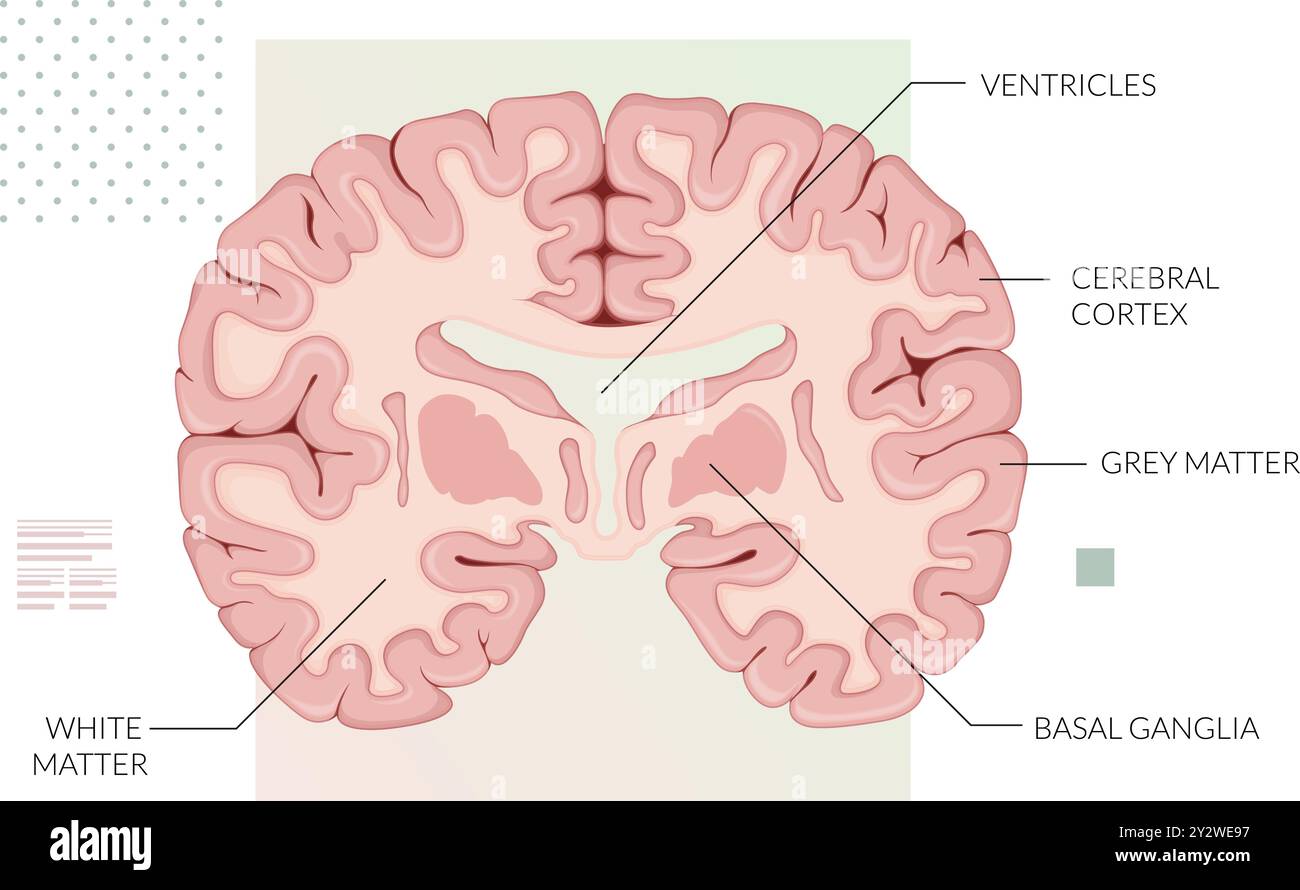 Section transversale du cerveau - Illustration comme fichier EPS 10 Illustration de Vecteur