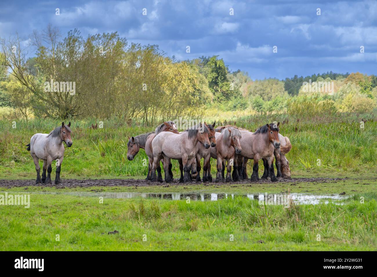 Troupeau de chevaux de trait ardennais / chevaux de trait ardennais reposant dans le pré de la réserve naturelle Bourgoyen-Ossemeersen près de Gand, Flandre orientale, Belgique Banque D'Images