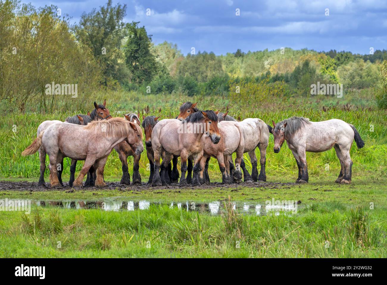 Troupeau de chevaux de trait ardennais / chevaux de trait ardennais reposant dans le pré de la réserve naturelle Bourgoyen-Ossemeersen près de Gand, Flandre orientale, Belgique Banque D'Images