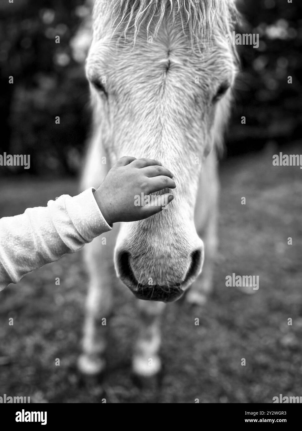 Un enfant touchant doucement le nez d'un cheval blanc dans une photo en gros plan noir et blanc. Banque D'Images