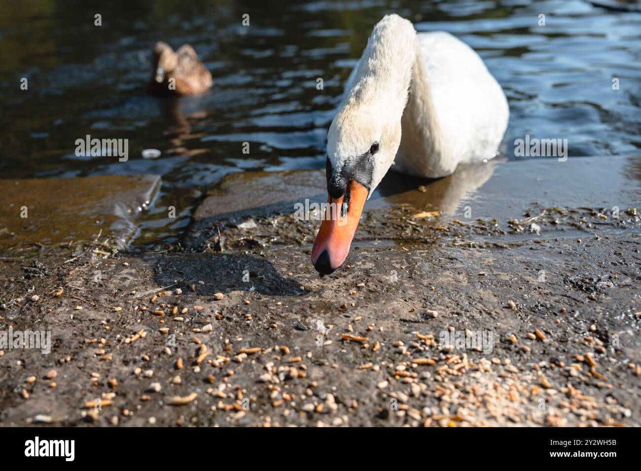Gros plan d'un cygne en train de se nourrir dans la réserve naturelle de Marden Quarry dans Cullercoats North Tyneside Banque D'Images
