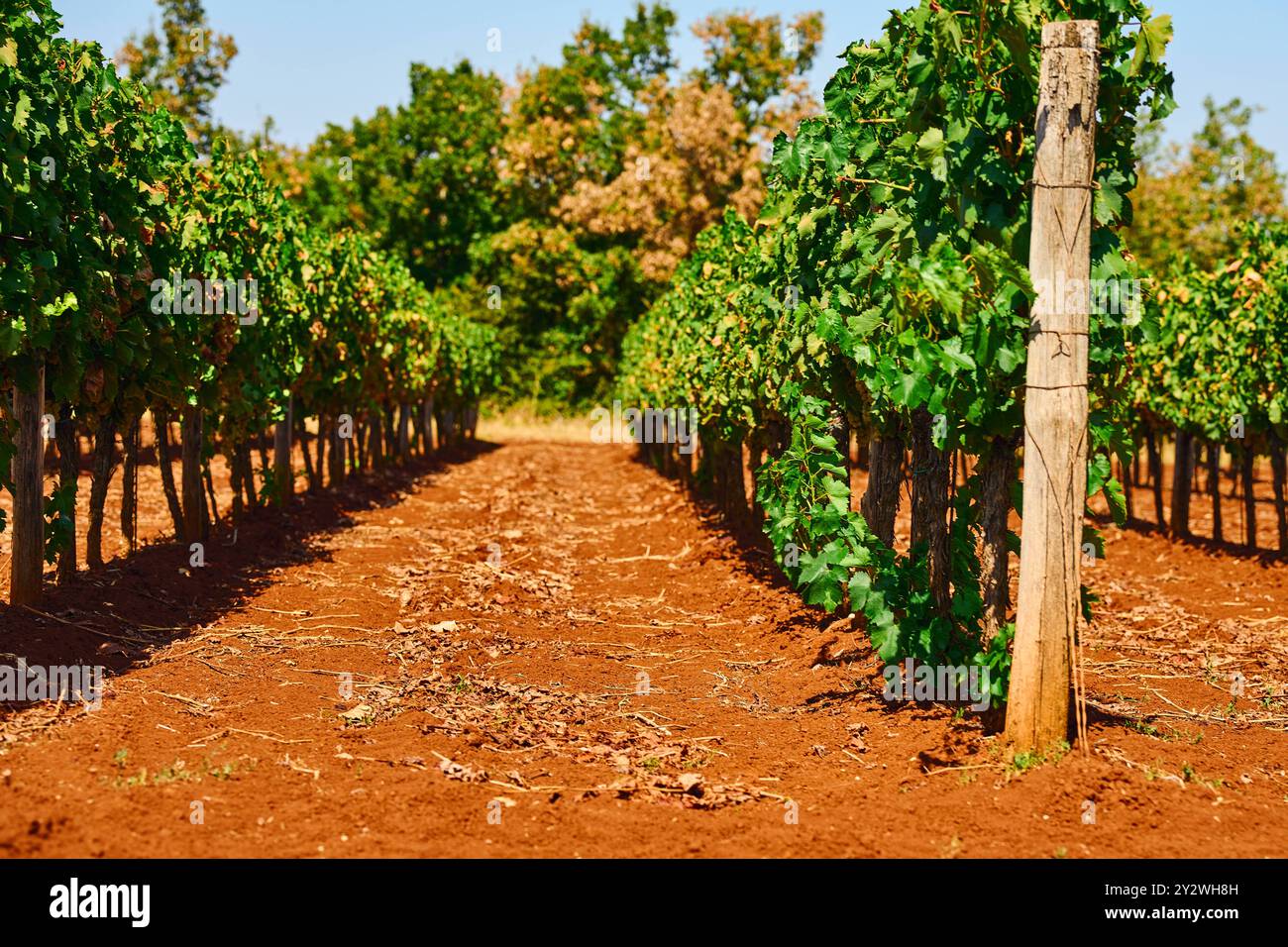 Croatie - 25 août 2024 : vignes dans un vignoble croate. Il symbolise la production de vin en Croatie, une région connue pour ses sols fertiles et ses vins de haute qualité *** Weinreben in einem kroatischen Weinberg. Es symbolisiert die Weinproduktion in Kroatien, eine Region, die für ihre fruchtbaren Böden und hochwertigen Weine bekannt ist Banque D'Images