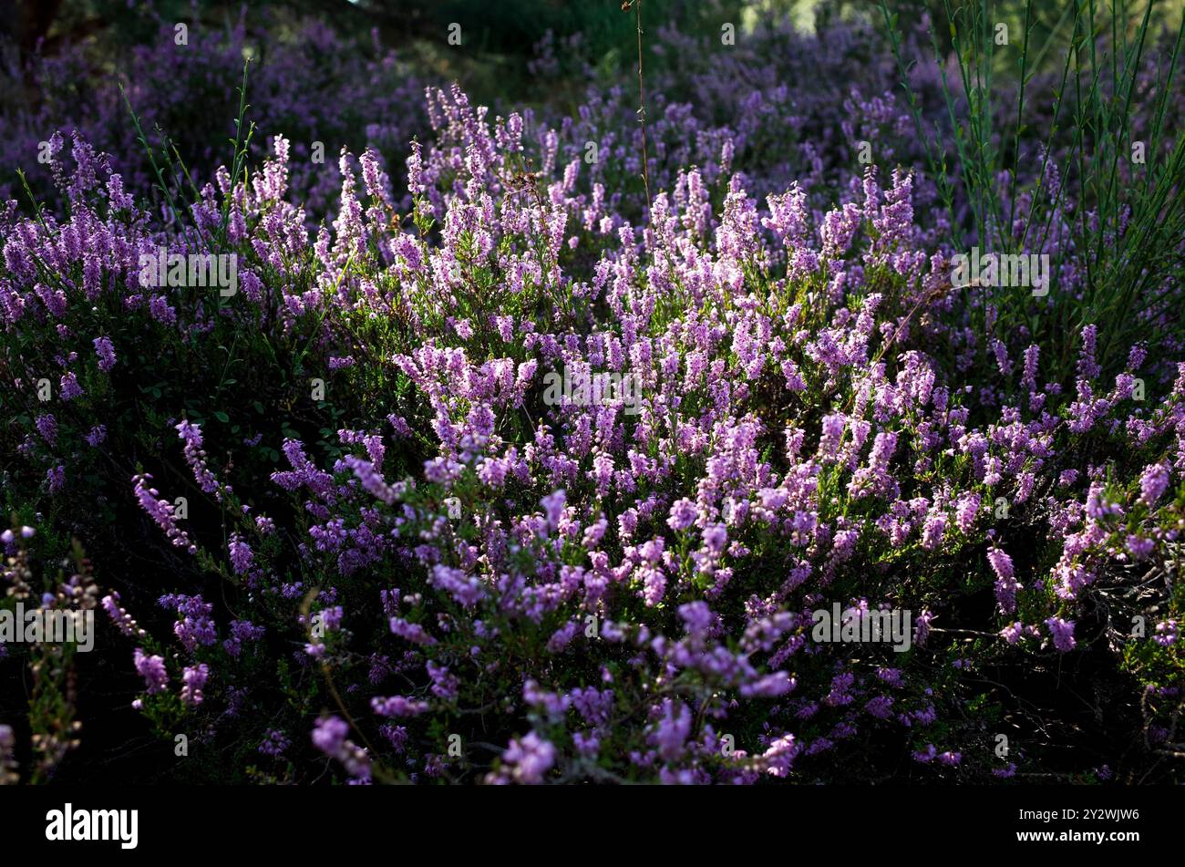 Réserve naturelle de Wahner Heide près de Cologne Banque D'Images