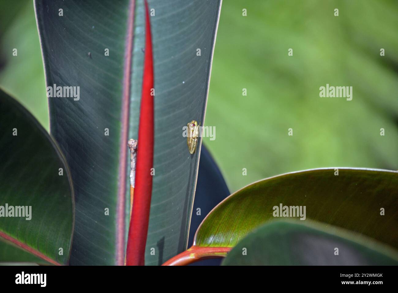Une grenouille miniature, bébé, cubaine, reposant sur une plante d'arbre à caoutchouc dans le jardin de l'arrière-cour, en Floride. Banque D'Images