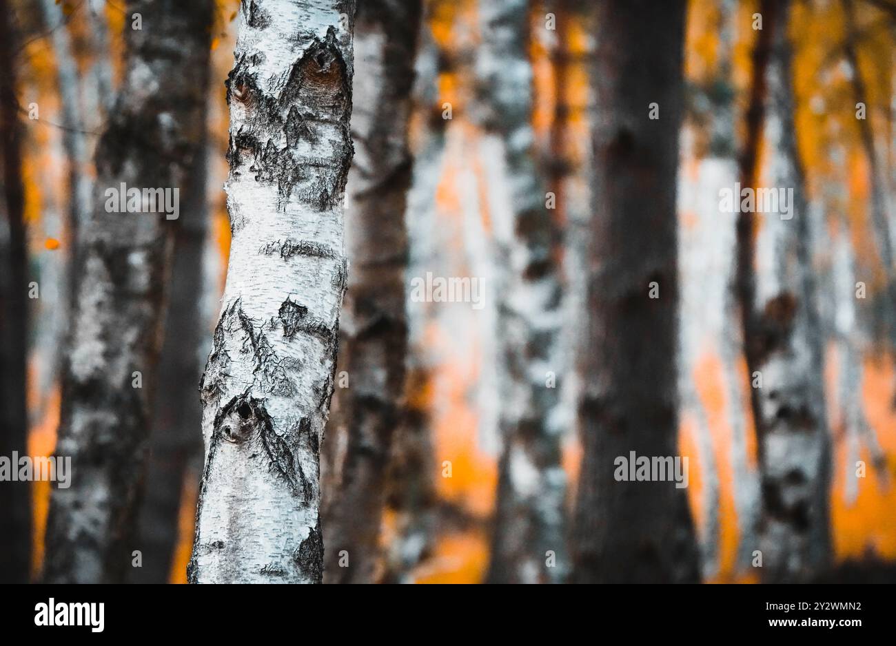 Forêt de bouleaux dans la réserve naturelle de Wahner Heide près de Cologne Banque D'Images