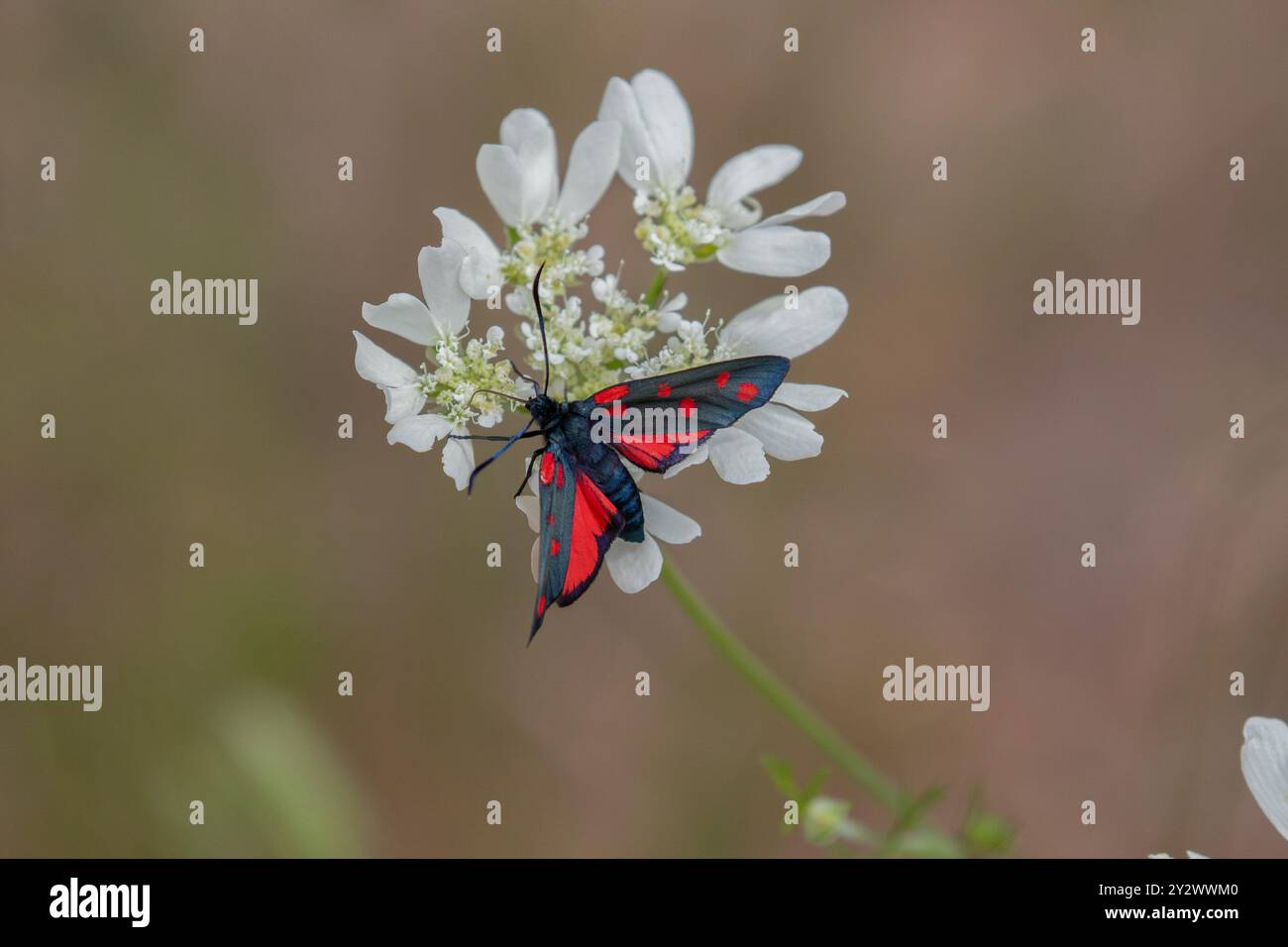 Six taches Burnet Moth sur fleur blanche - Zygaena filipendulae Banque D'Images