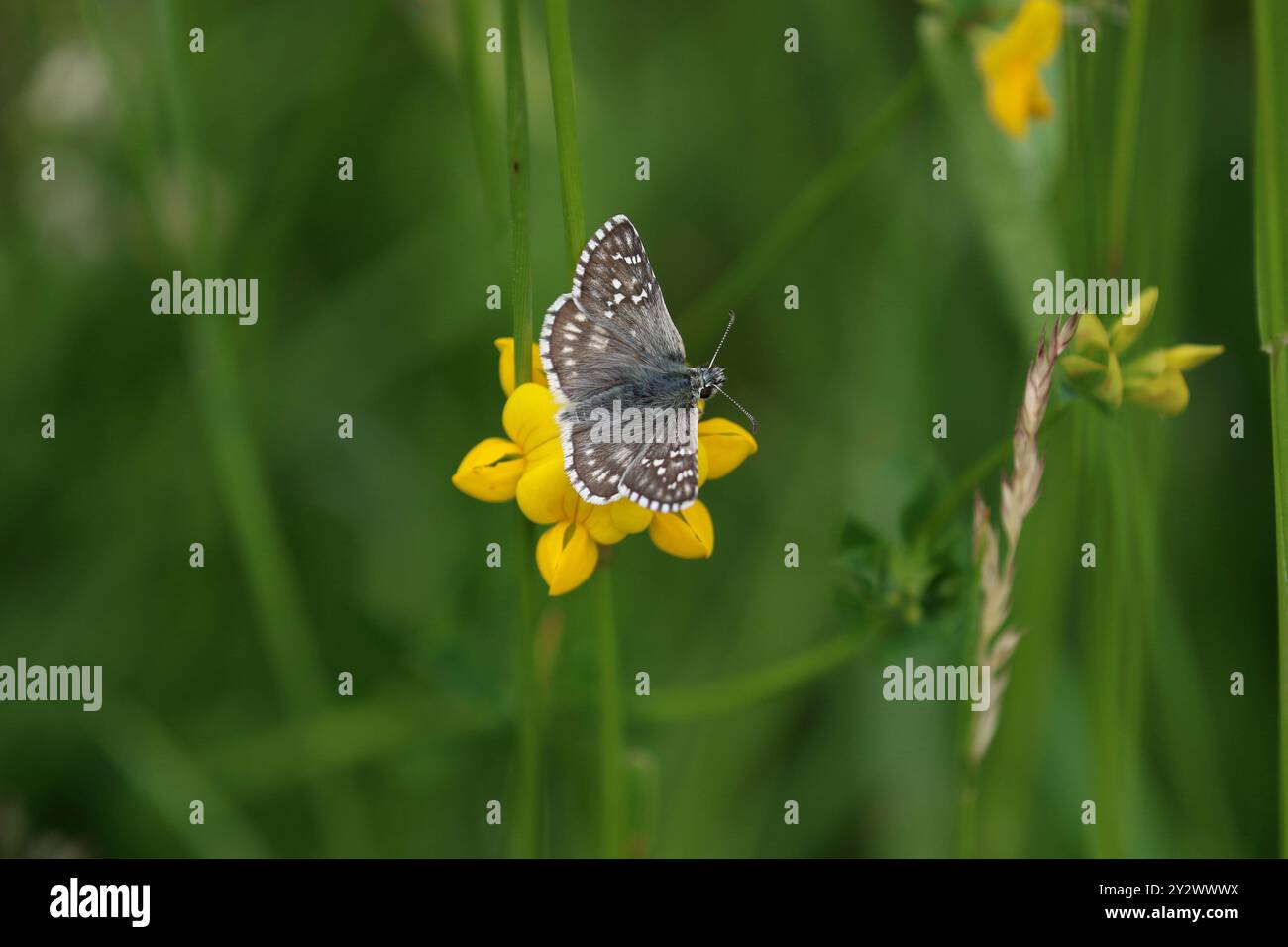 Carthame Skipper papillon sur fleur jaune - Pyrgus carthami Banque D'Images