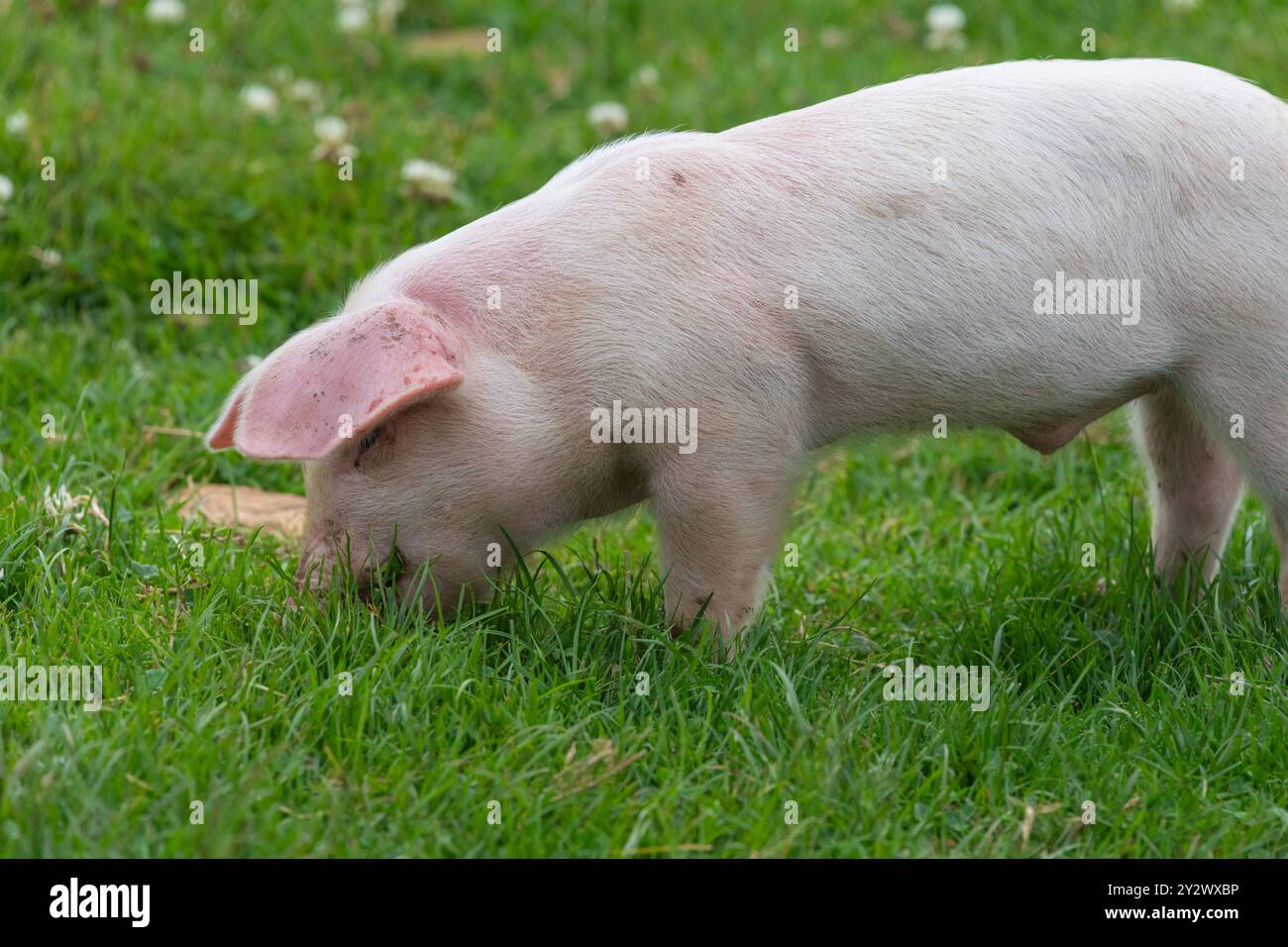 Portrait d'un porcelet britannique Landrace qui cherche de la nourriture Banque D'Images