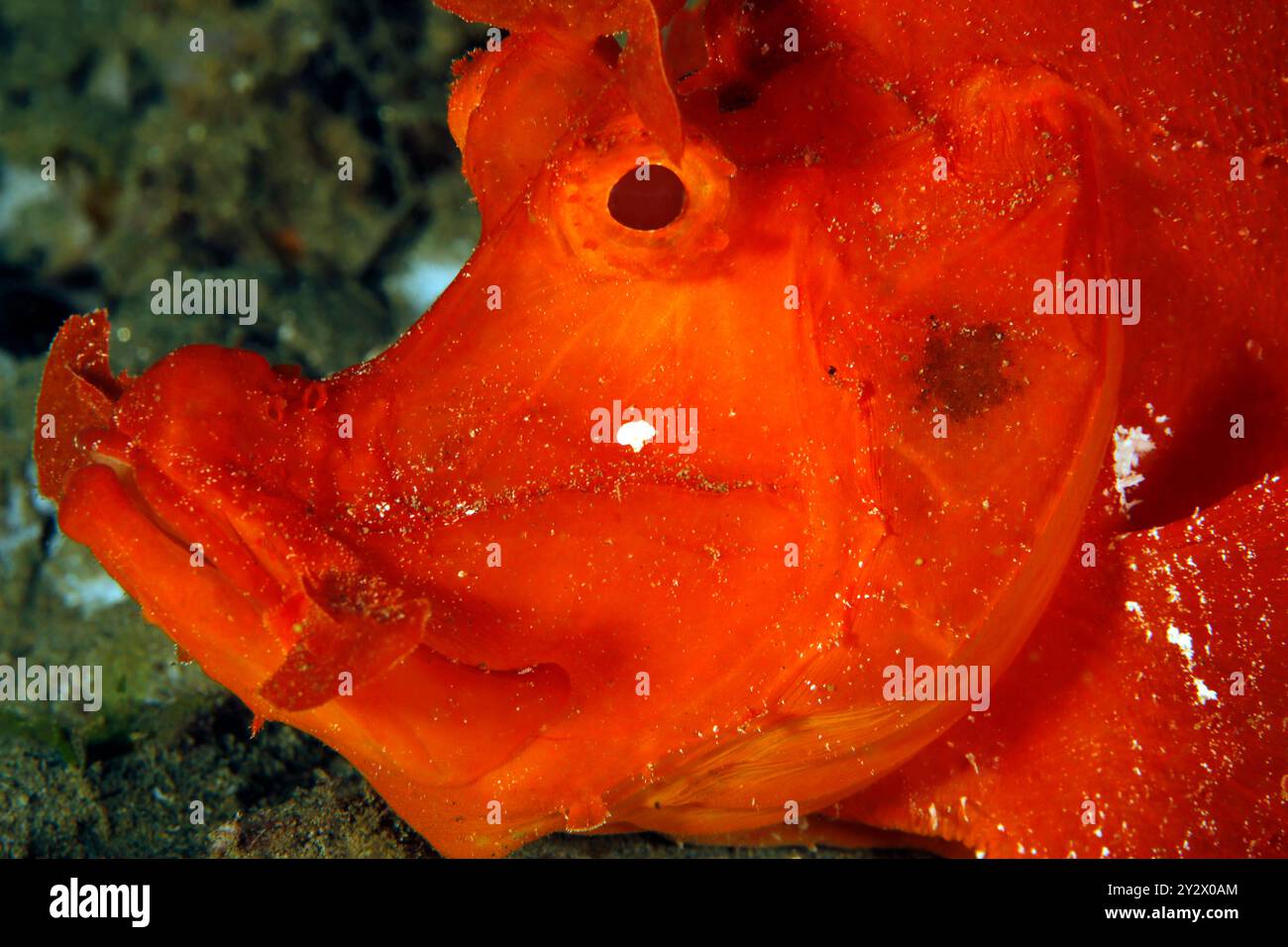 Gros plan d'un Scorpionfish (Rhinopias eschmeyeri) en lambeau rouge. Ambon, Indonésie Banque D'Images