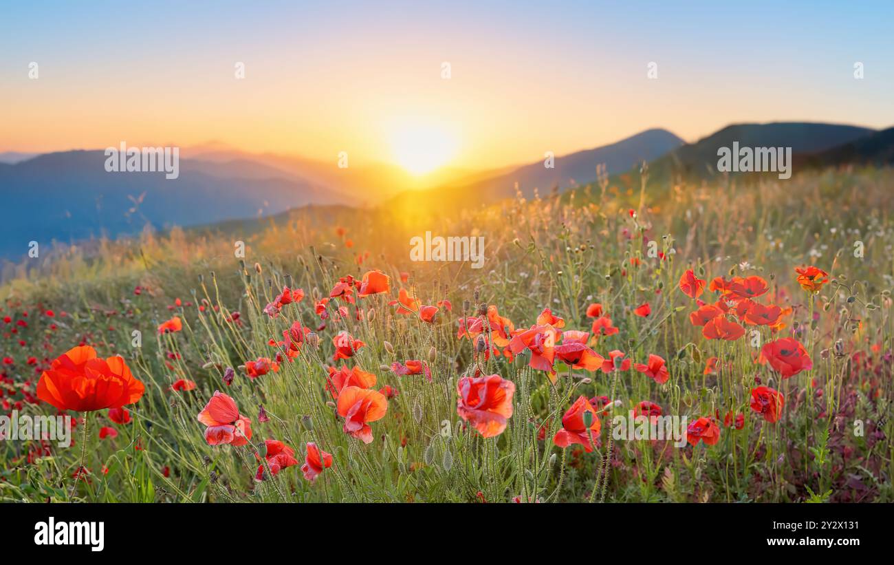 Le soleil se levant sur un champ de coquelicots dans la campagne, Autriche Banque D'Images