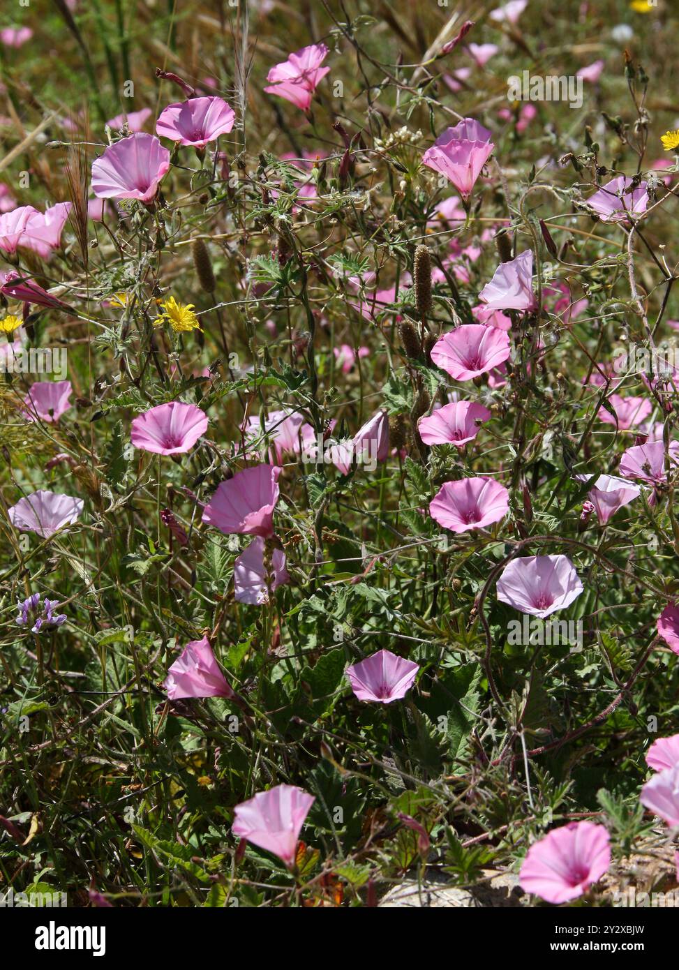 Gloire du matin moulue, Mallow-weed ou Mallow-Leaved Bindweed, Convolvulus althaeoides, Convolvulaceae. Ibiza, Îles Baléares, Espagne, Méditerrane Banque D'Images