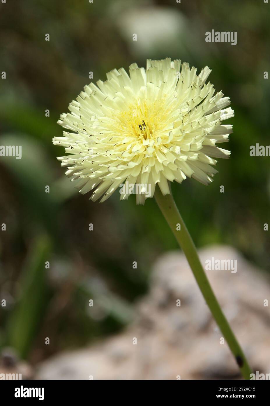 Toison dorée lisse ou toison dorée, Urospermum dalechampii, Asteraceae. Ibiza, Îles Baléares, Espagne, Méditerranée. Banque D'Images