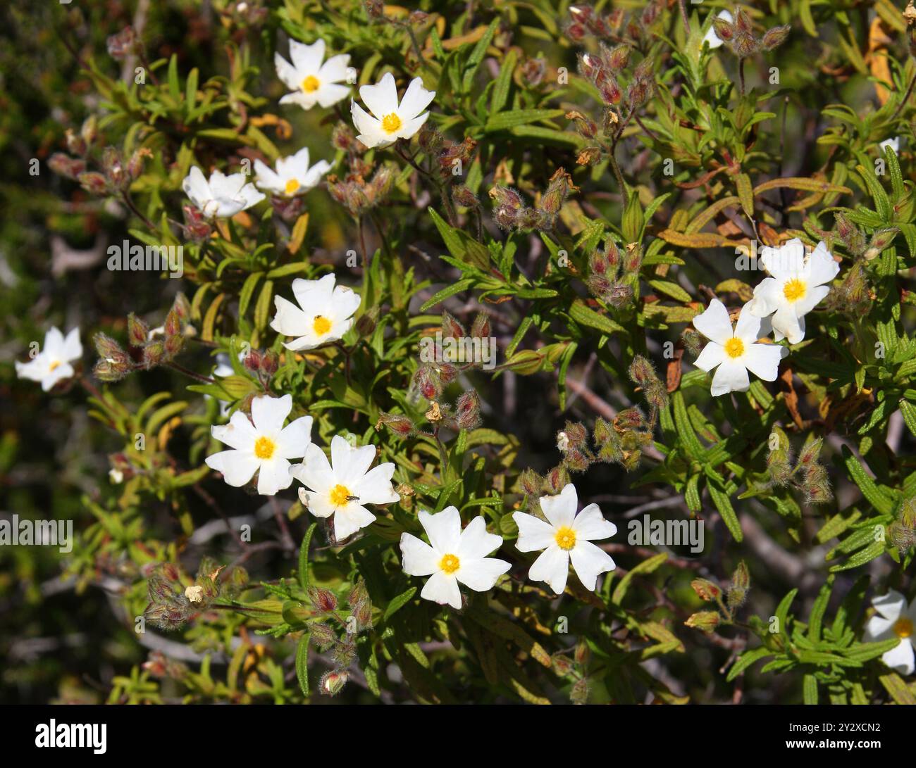 Cistus de Montpellier ou Cistus à feuilles étroites, Cistus monspeliensis, Cistacées. Ibiza, Îles Baléares, Espagne, Méditerranée. Banque D'Images