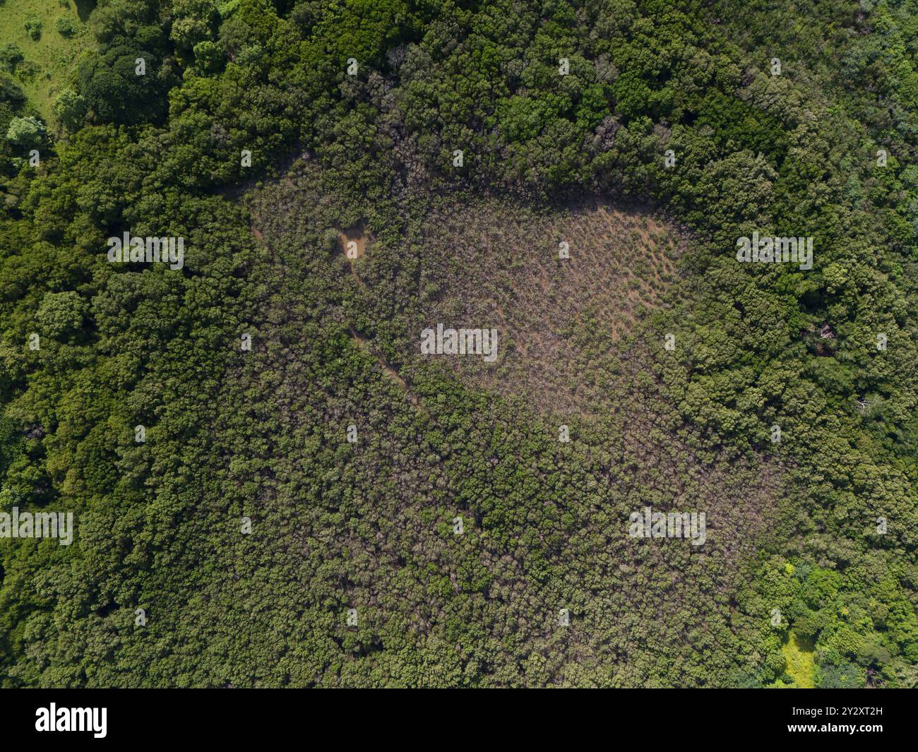 Marais vert avec vue aérienne de drone d'eau brune en amérique centrale Banque D'Images