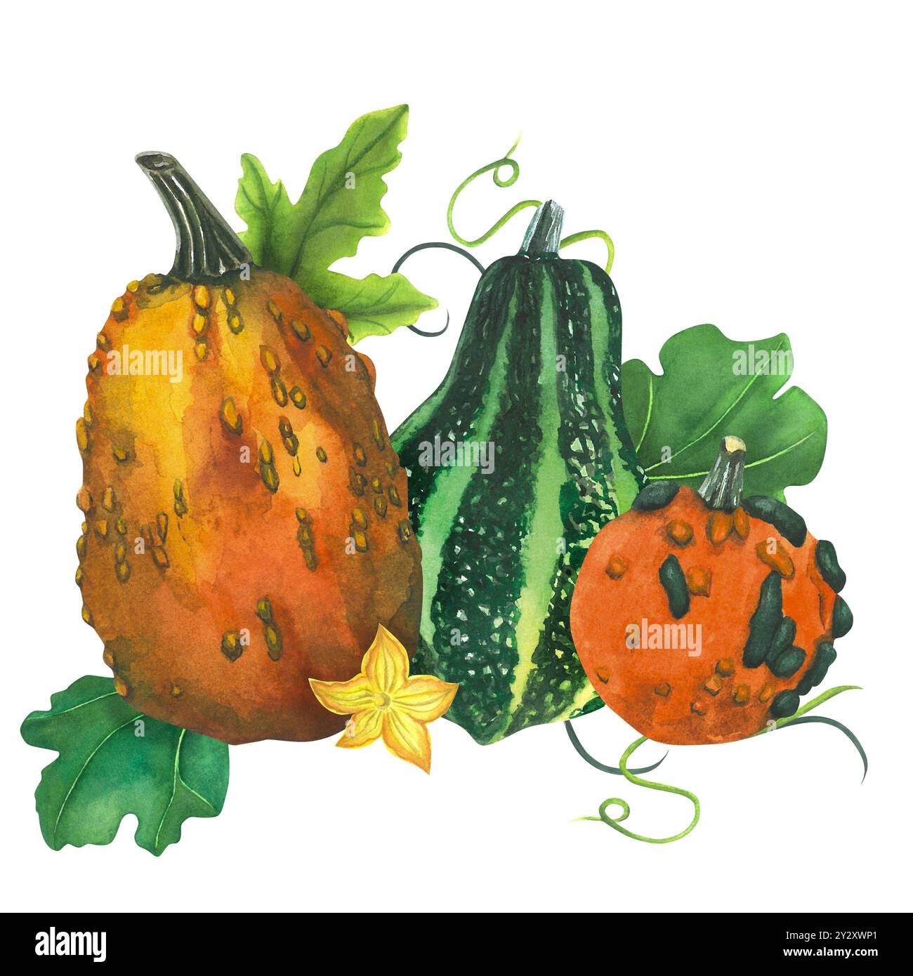 Joyeux Thanksgiving Pumpkins. Composition de citrouilles. Illustration aquarelle. Peinture à l'aquarelle dessinée à la main sur fond blanc. Modèle de fête d'automne Banque D'Images