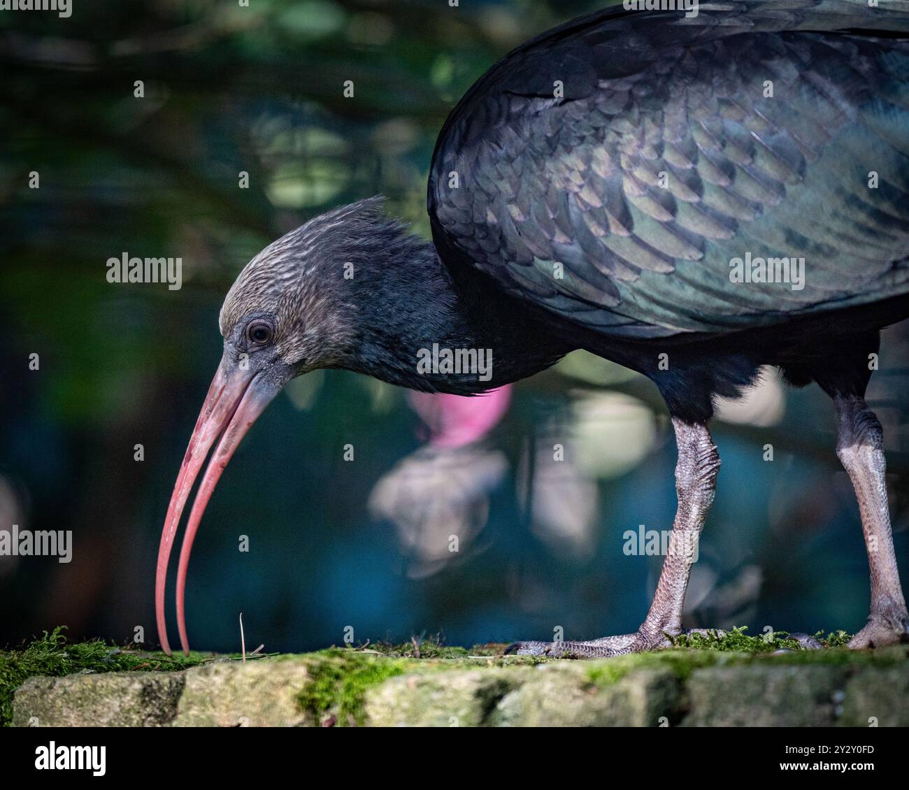 Gros plan d'un ibis Puna avec son long bec courbé caractéristique, debout sur un rocher mousselé dans un habitat naturel. Banque D'Images