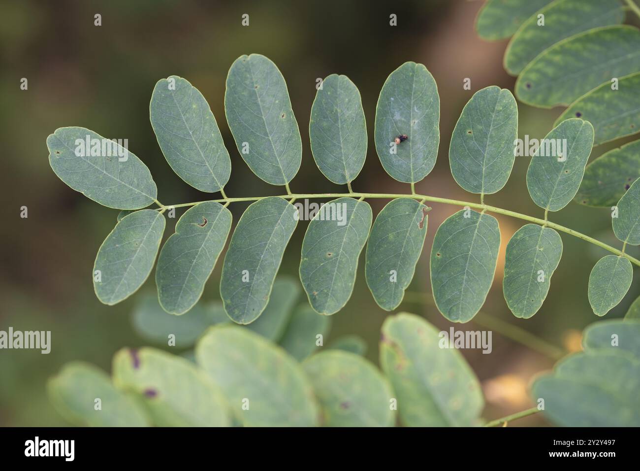 Gros plan de folioles vertes disposées selon un motif symétrique sur une branche. Robinia viscosa Banque D'Images