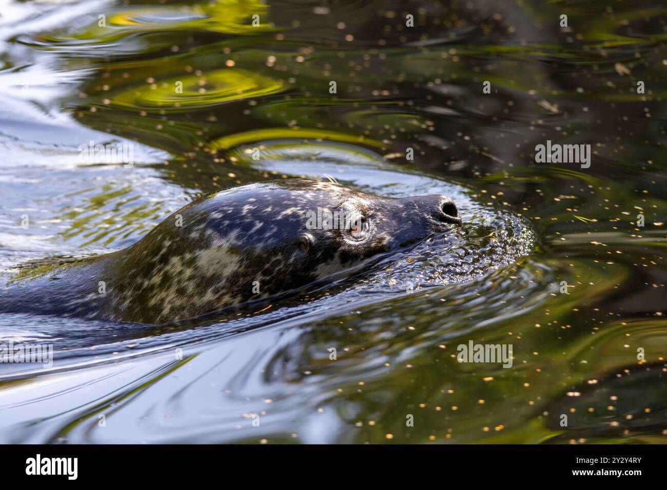 Gros plan d'un phoque nageant dans une eau calme, avec des reflets de verdure à la surface. La tête du phoque est partiellement submergée, mettant en valeur son spot Banque D'Images