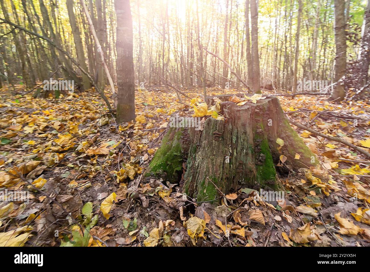 Scène de forêt d'automne avec un arbre en bois et lumière douce du soleil en arrière-plan. Nature Banque D'Images