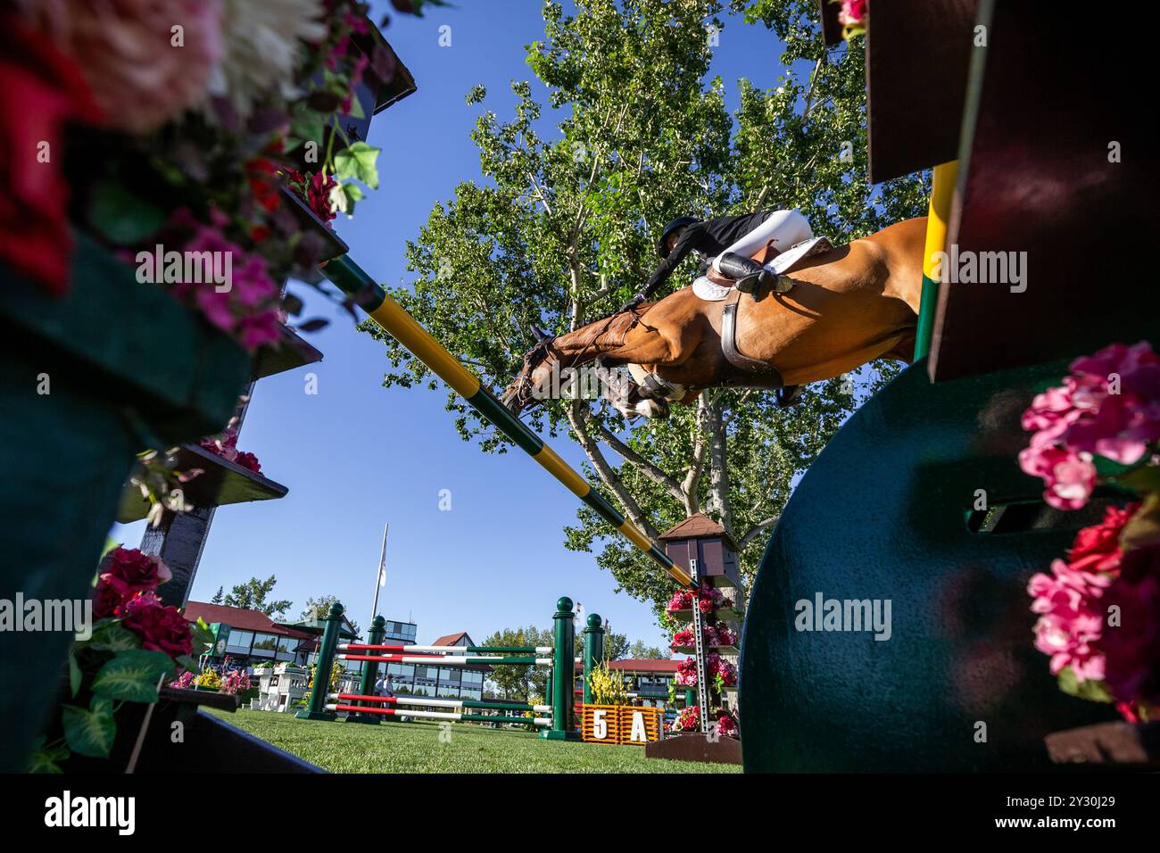 Calgary, Canada - 6 septembre 2024. Jana Wargers d'Allemagne, chevauchant Limbridge, participe à la Tourmaline Cup de 1.60m lors du CSIO Spruce Meadows 'Master Banque D'Images