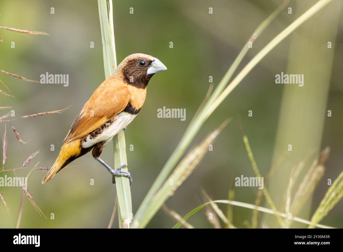 Un mannikin à la poitrine de châtaigne perché sur l'herbe Banque D'Images