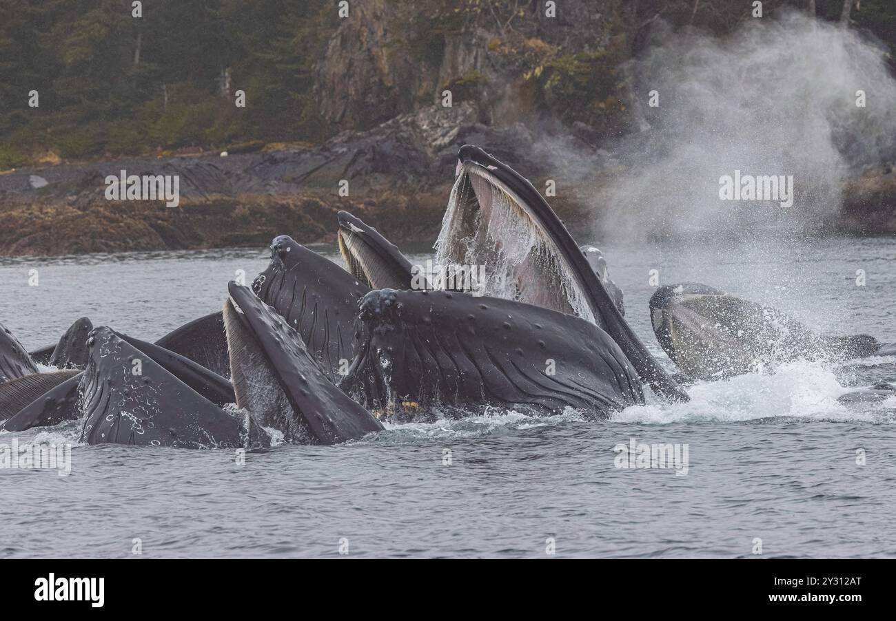 Baleine à bosse Bubble Net pêche Sitka Alaska Banque D'Images