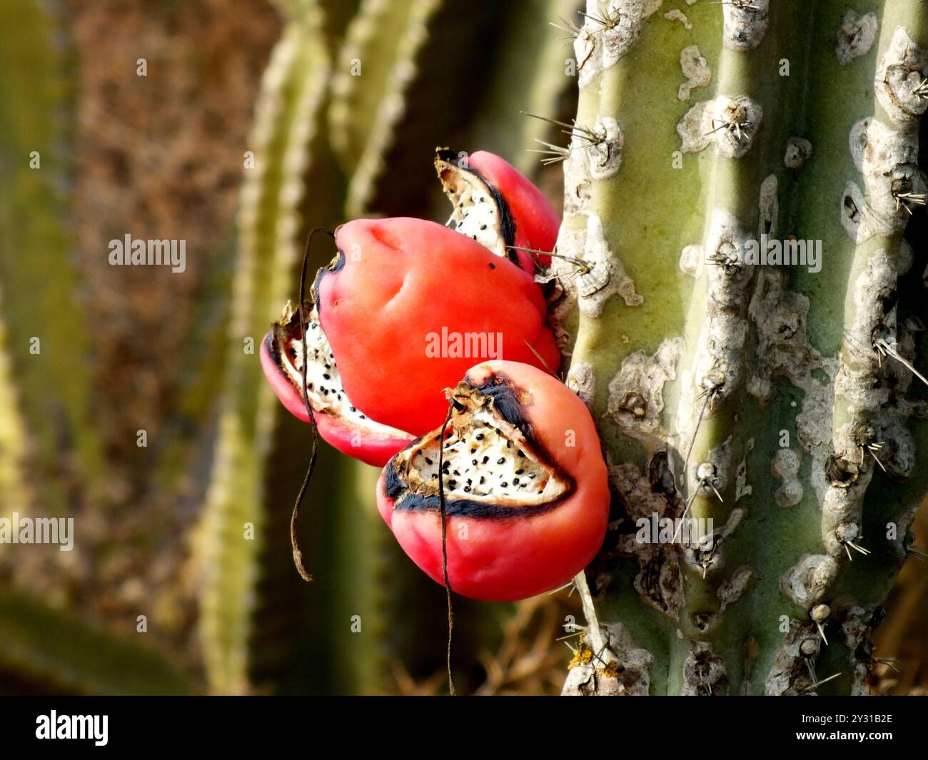 Fruits de cactus Banque D'Images