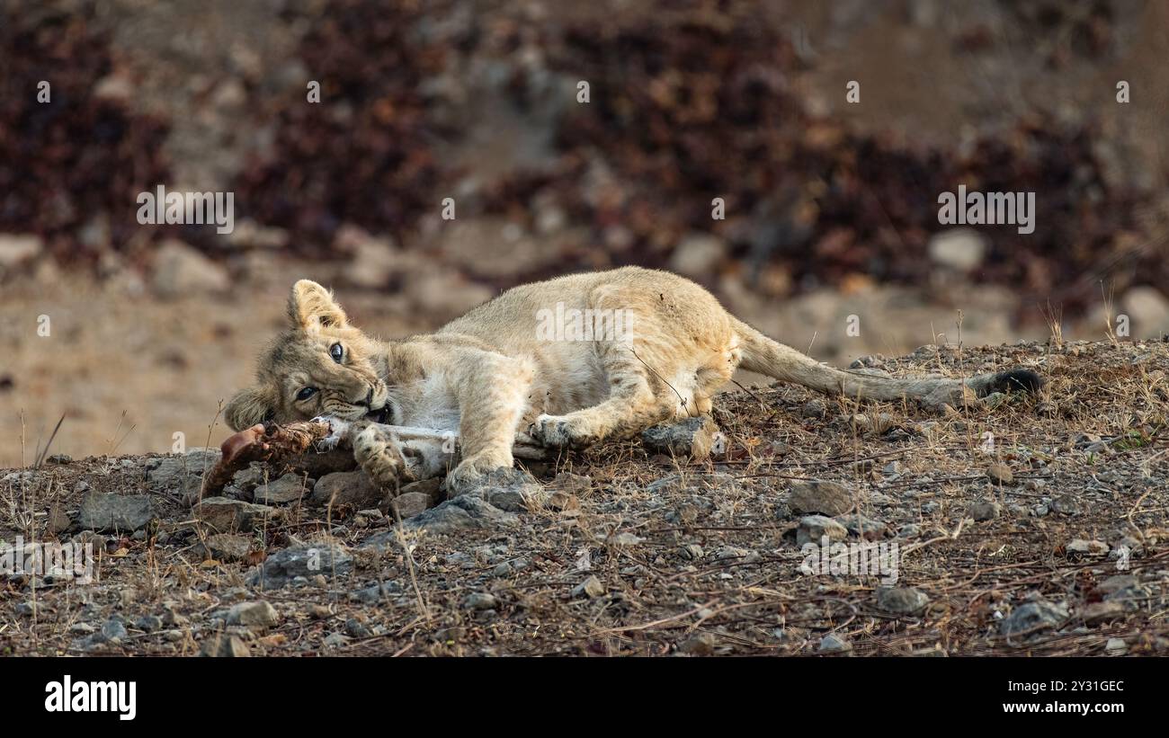 Un mignon petit lion jouant avec un os. Les lions Gir, trouvés dans la forêt de Gir en Inde, sont en voie de disparition. Ils sont uniques pour leur crinière noire et leur grande taille Banque D'Images