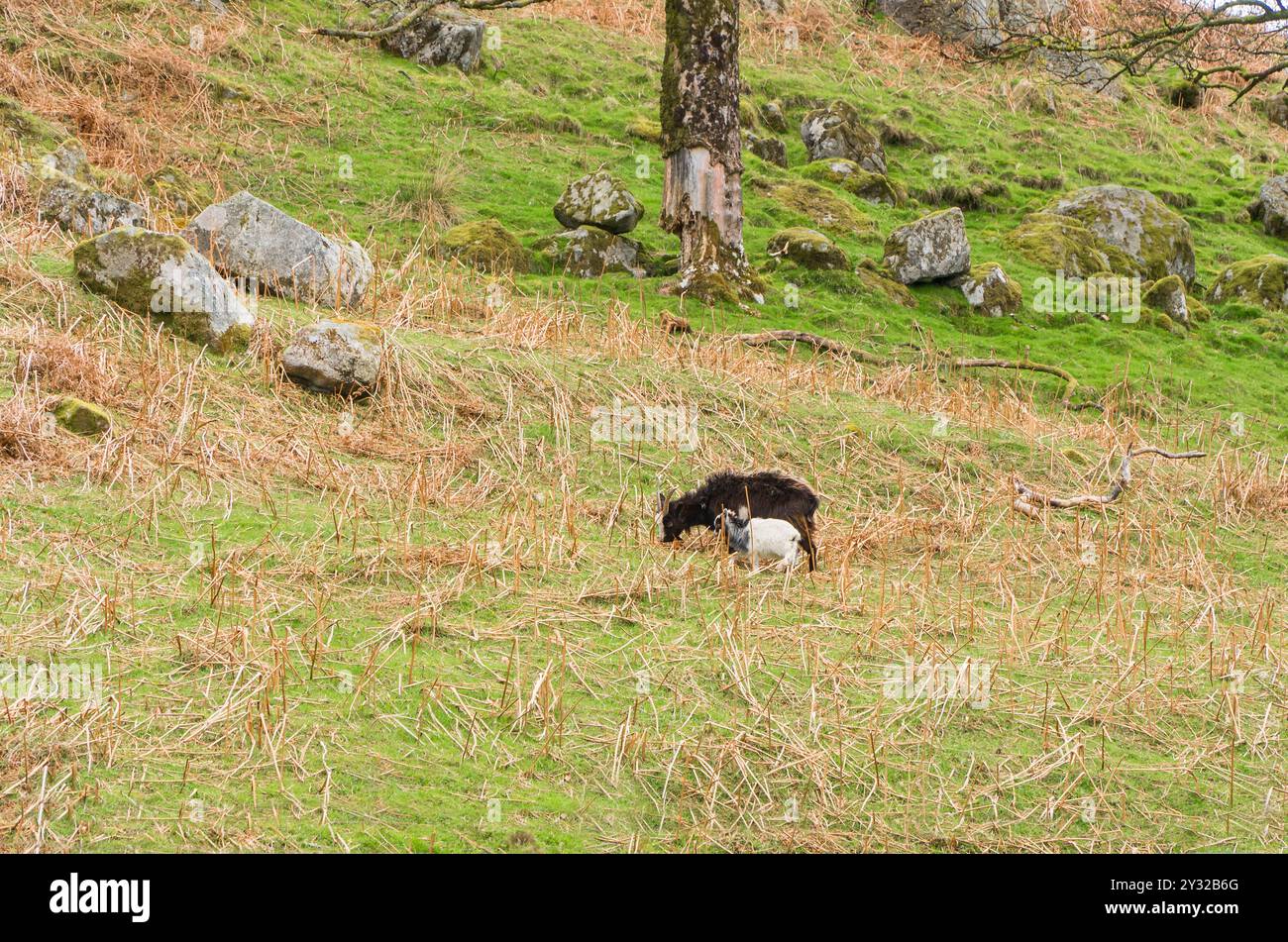 Mère et jeune (enfant) chèvre sauvage sur une colline à Talnotry Scotland UK. Avril 2024 Banque D'Images