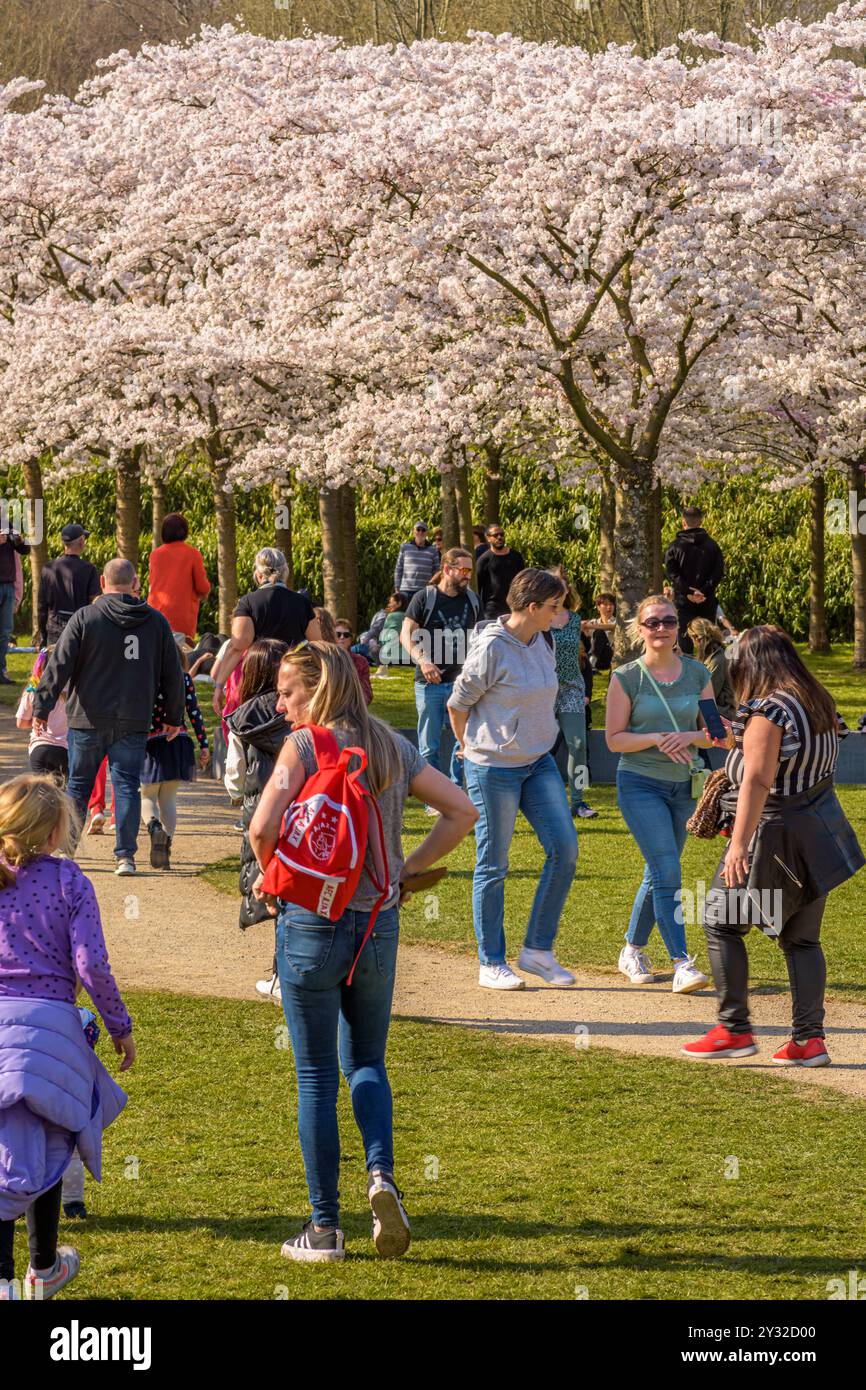 Amsterdam, 23 mars 2022 : une journée ensoleillée dans le parc japonais Blossom dans le Bos Amsterdamse. Banque D'Images