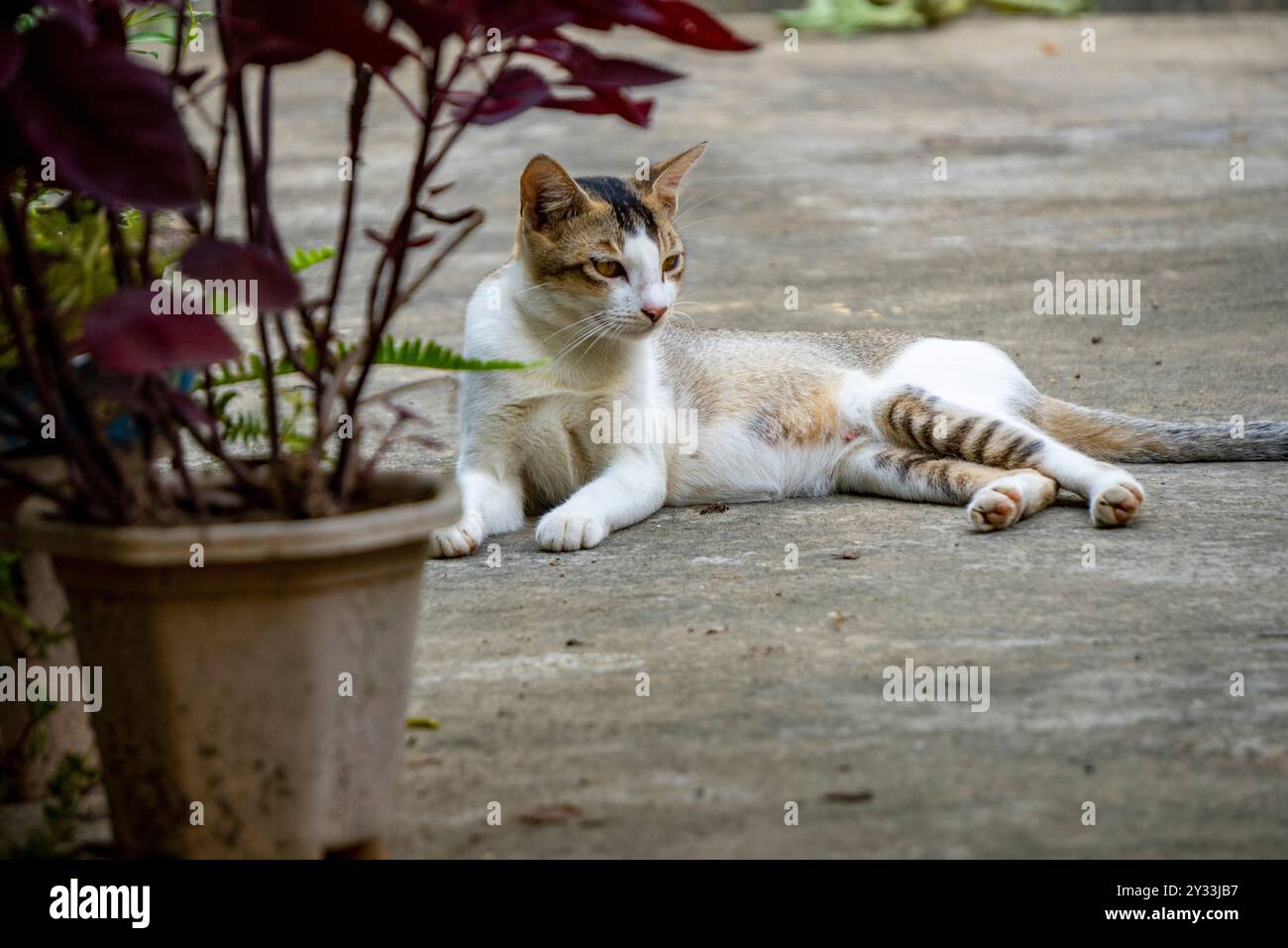 Magnifique White Indian Cat repos Shot 3 - appareil photo utilisé Sony Alpha 6400 Banque D'Images