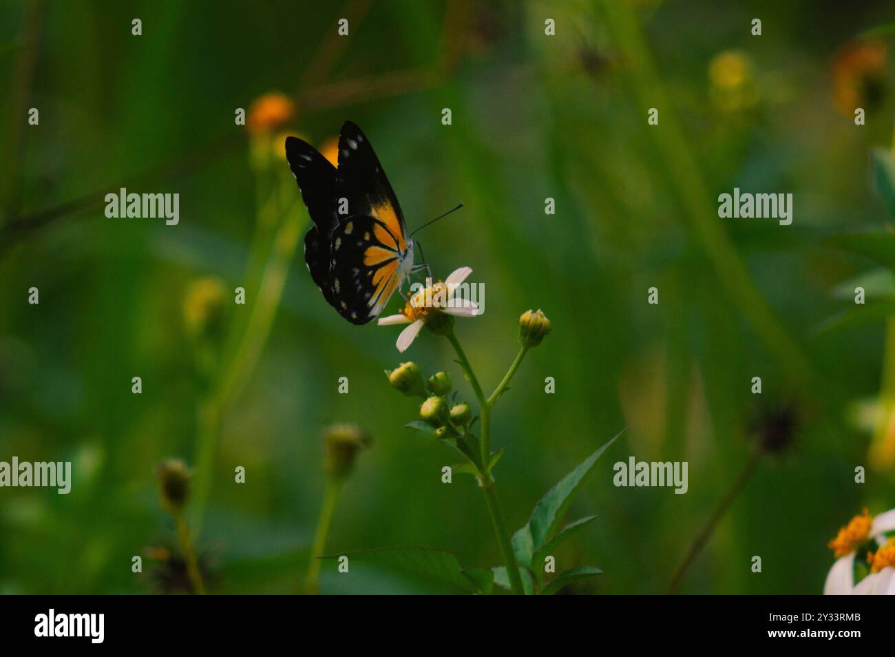 papillon avec une combinaison de noir, blanc et jaune. papillon cherchant du nectar. Banque D'Images