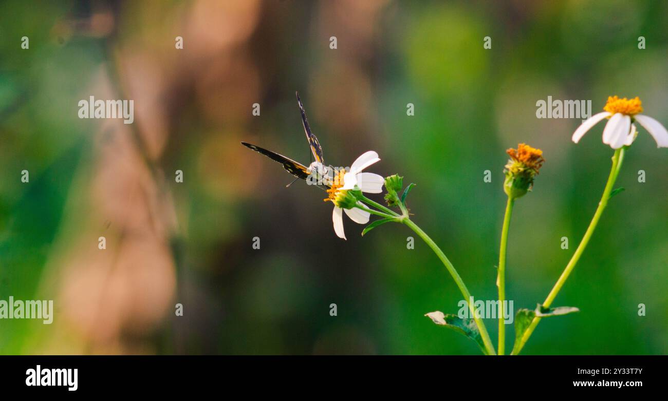 papillon avec une combinaison de noir, blanc et jaune. papillon cherchant du nectar. Banque D'Images